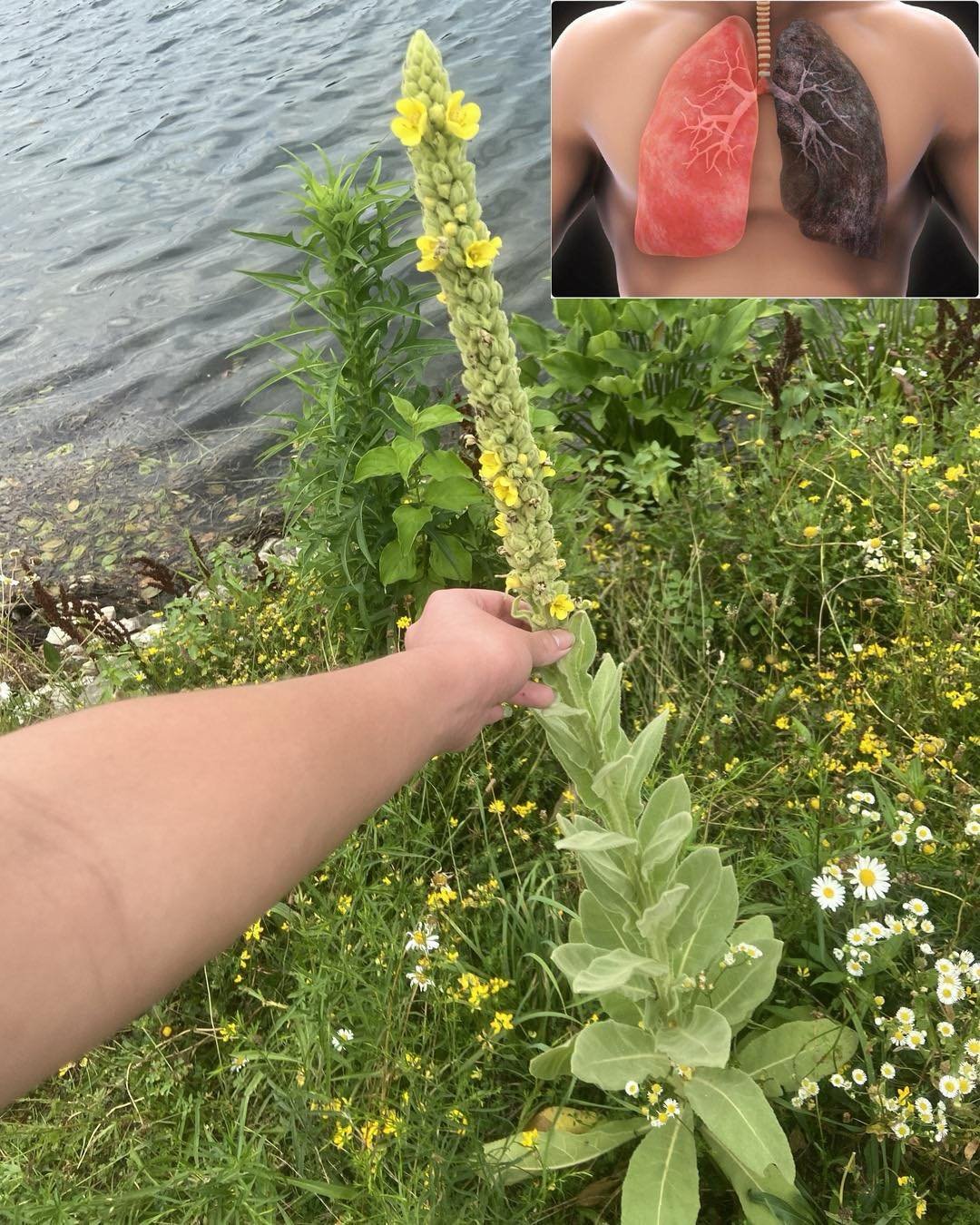 Mullein: Exploring the Benefits of Leaves, Flowers, and Roots