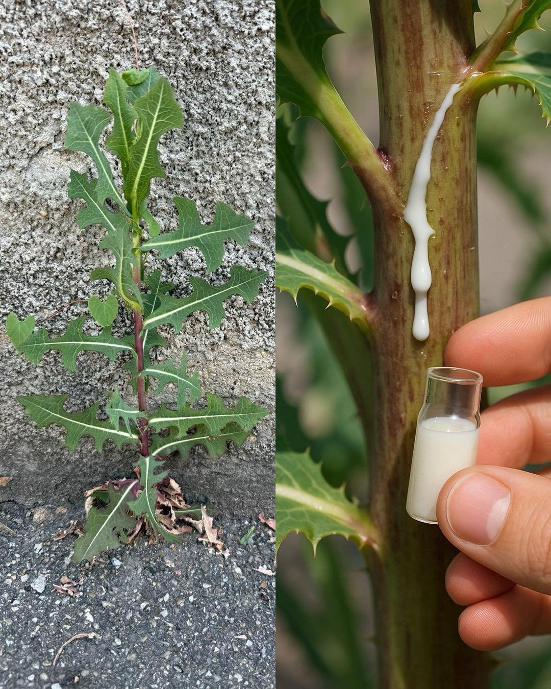 30 Amazing Benefits of Lactuca serriola (Wild Lettuce)