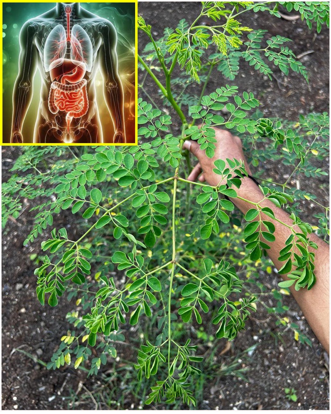 The Miracle Tree: Exploring the 10 Health Benefits of Moringa and How to Use It