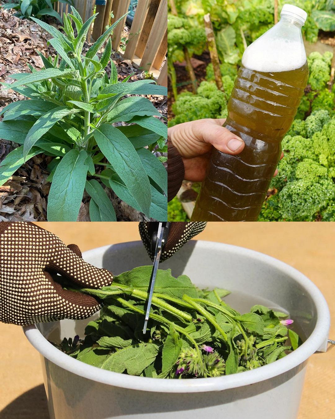 Comfrey Fertilizer: The Secret Natural Booster Your Garden Needs