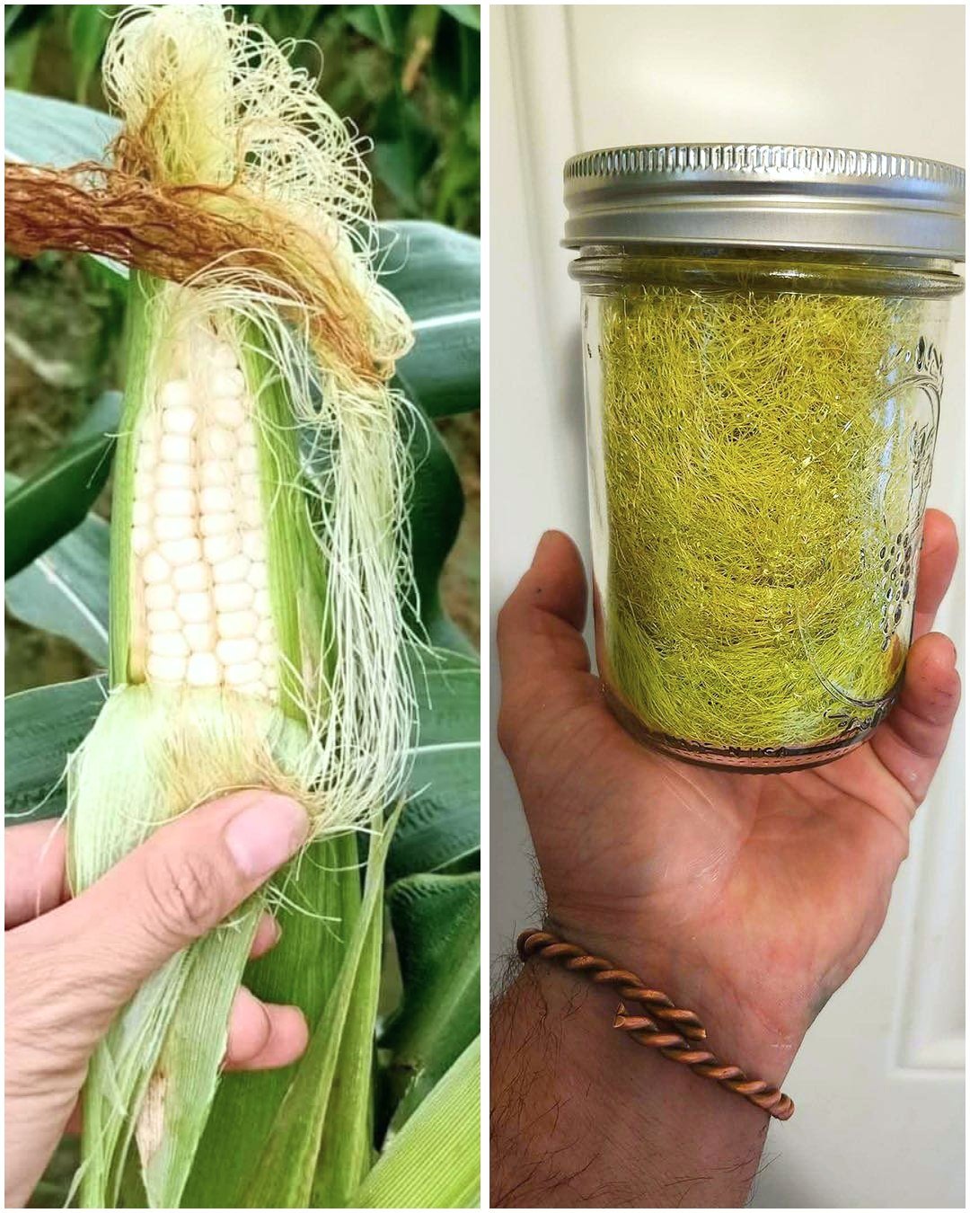 Corn Silk: 30 Health Benefits and How to Use It