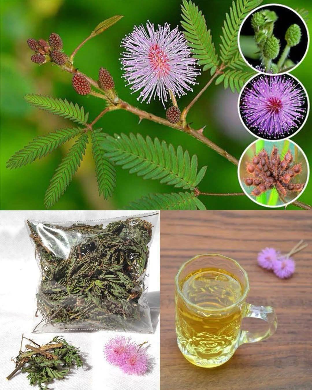 The Digestive Benefits of Mimosa Pudica: A Natural Gut Cleanser