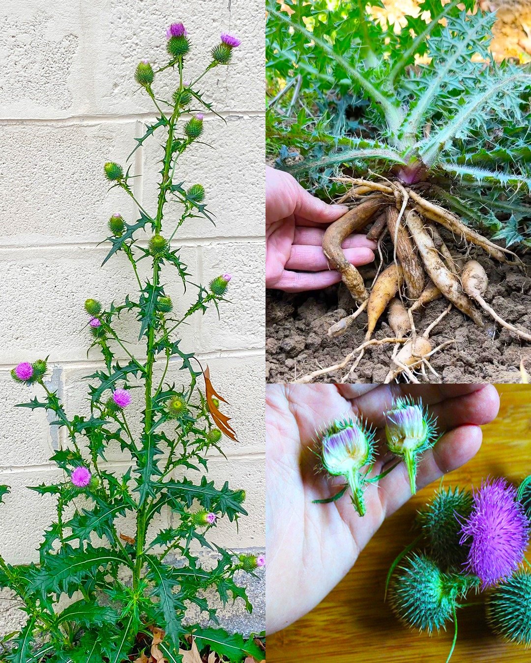12 Benefits of Bull Thistle Root and How to Use It Naturally