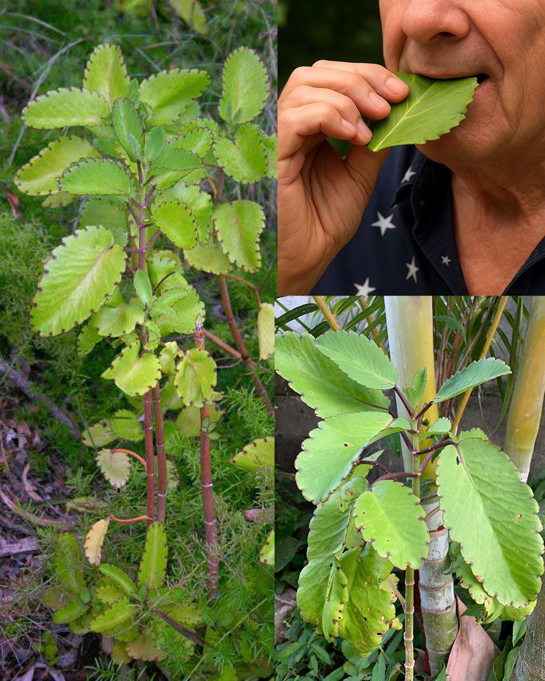 Leaf of Life – The Healing Plant Growing in Your Backyard