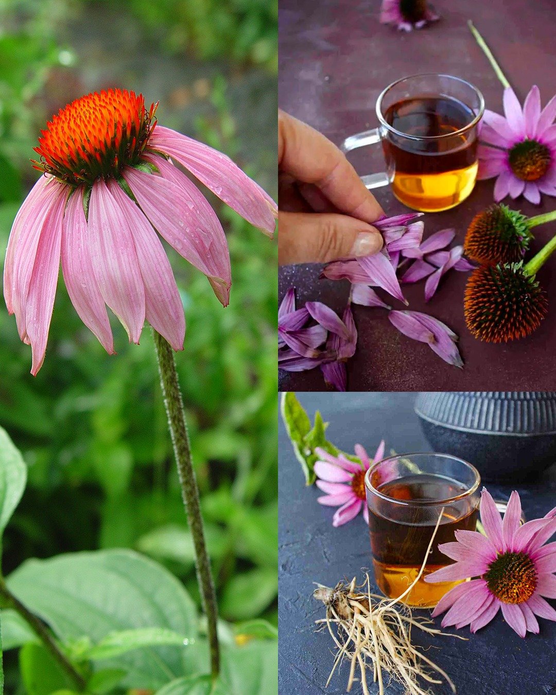 Echinacea (Coneflower): 25 Benefits and How to Use It at Home