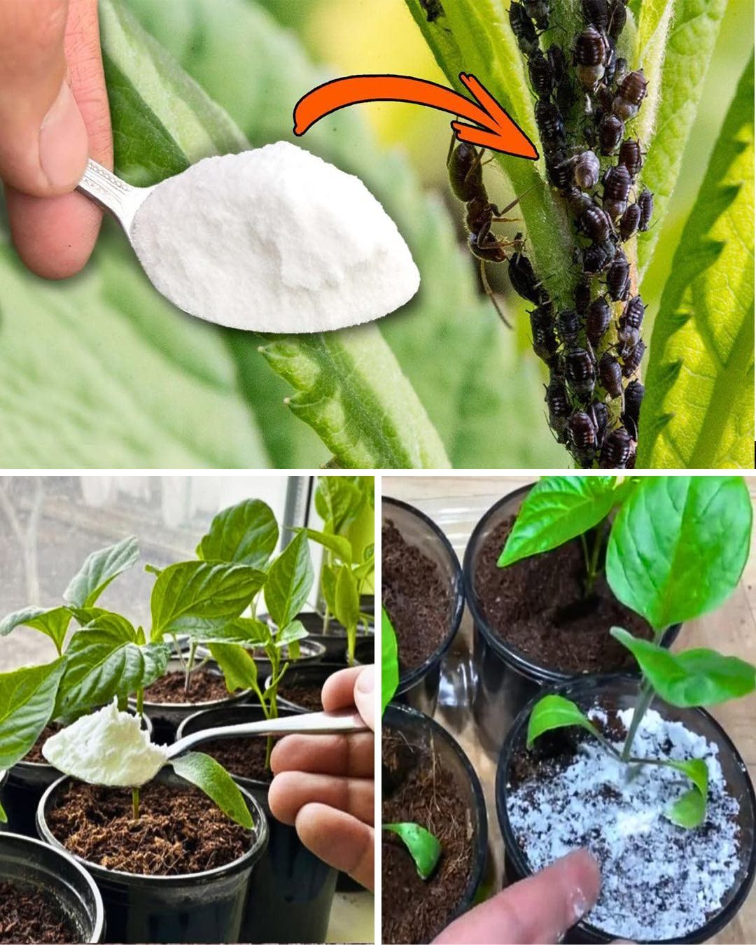 Baking Soda: A Gardener’s Secret Weapon – 10 Genius Garden Uses