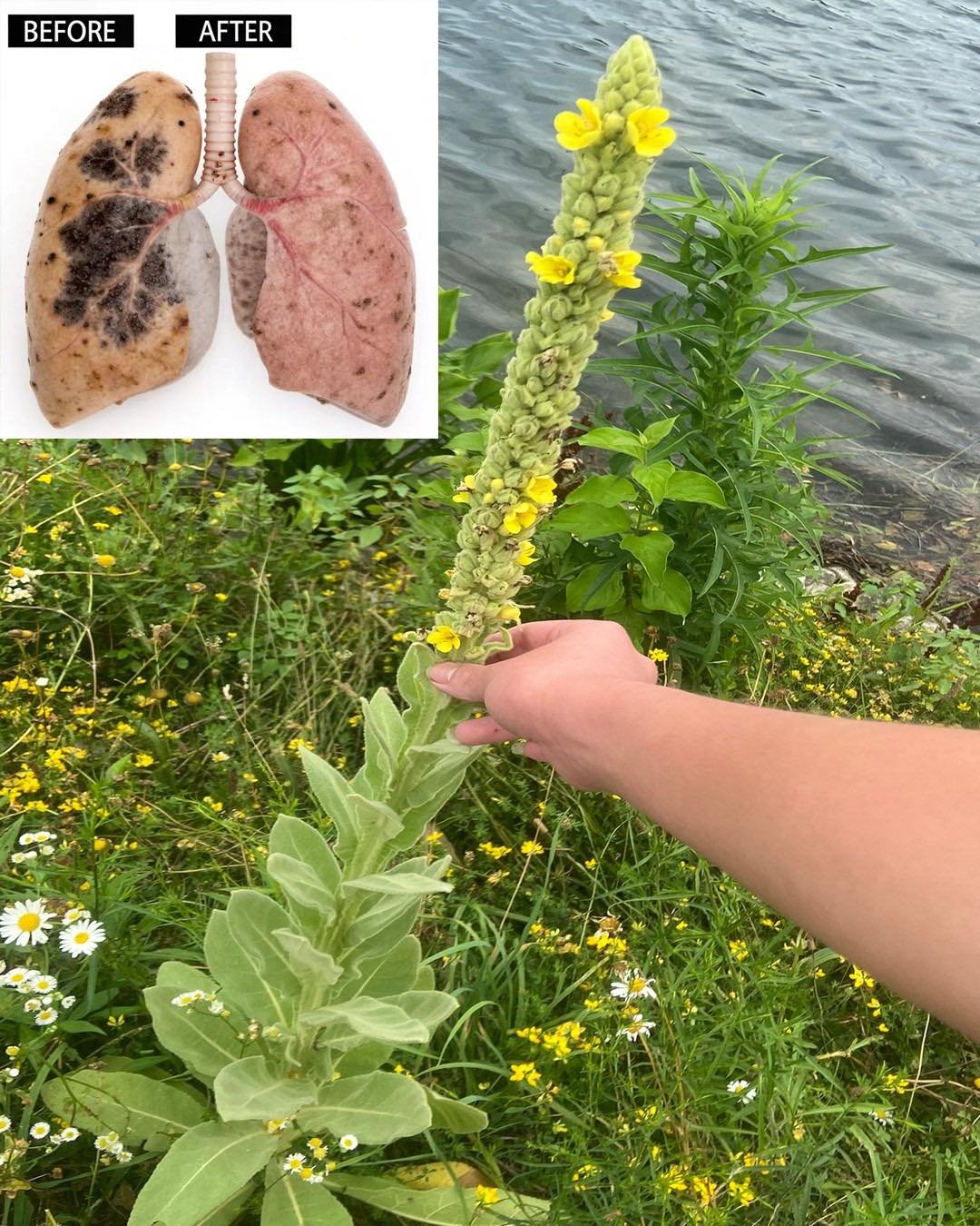 63 Amazing Benefits of Mullein (Verbascum densiflorum)