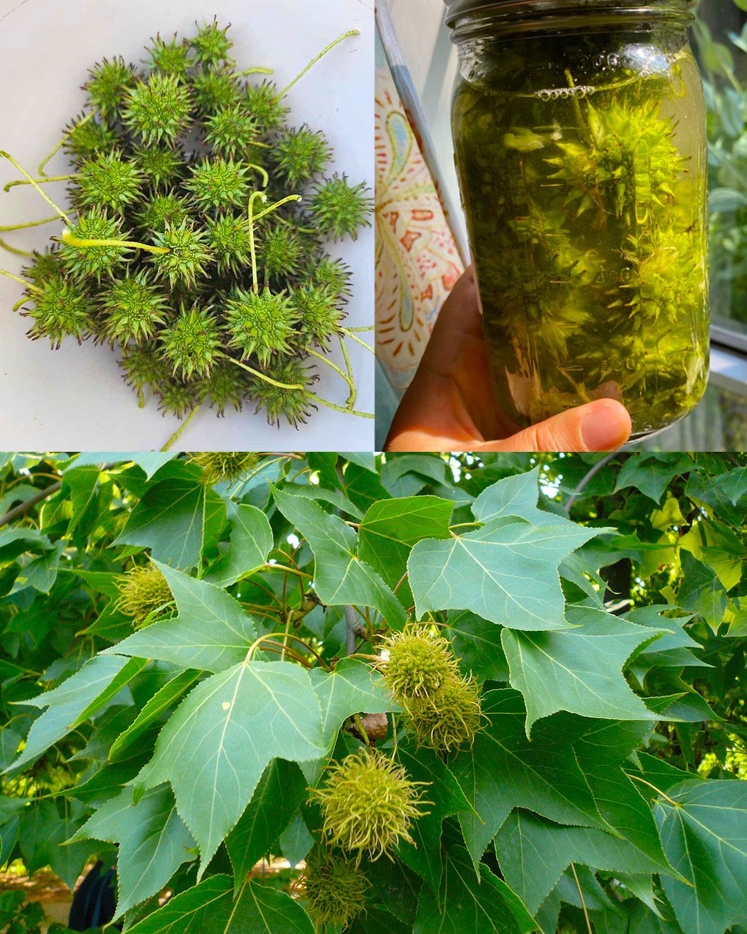 American Sweetgum (Liquidambar styraciflua): Health Benefits and Easy Ways to Use It at Home