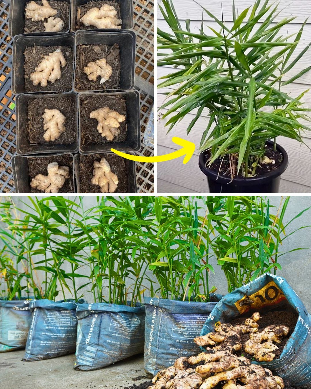 How to Successfully Cultivate Ginger at Home in Pots