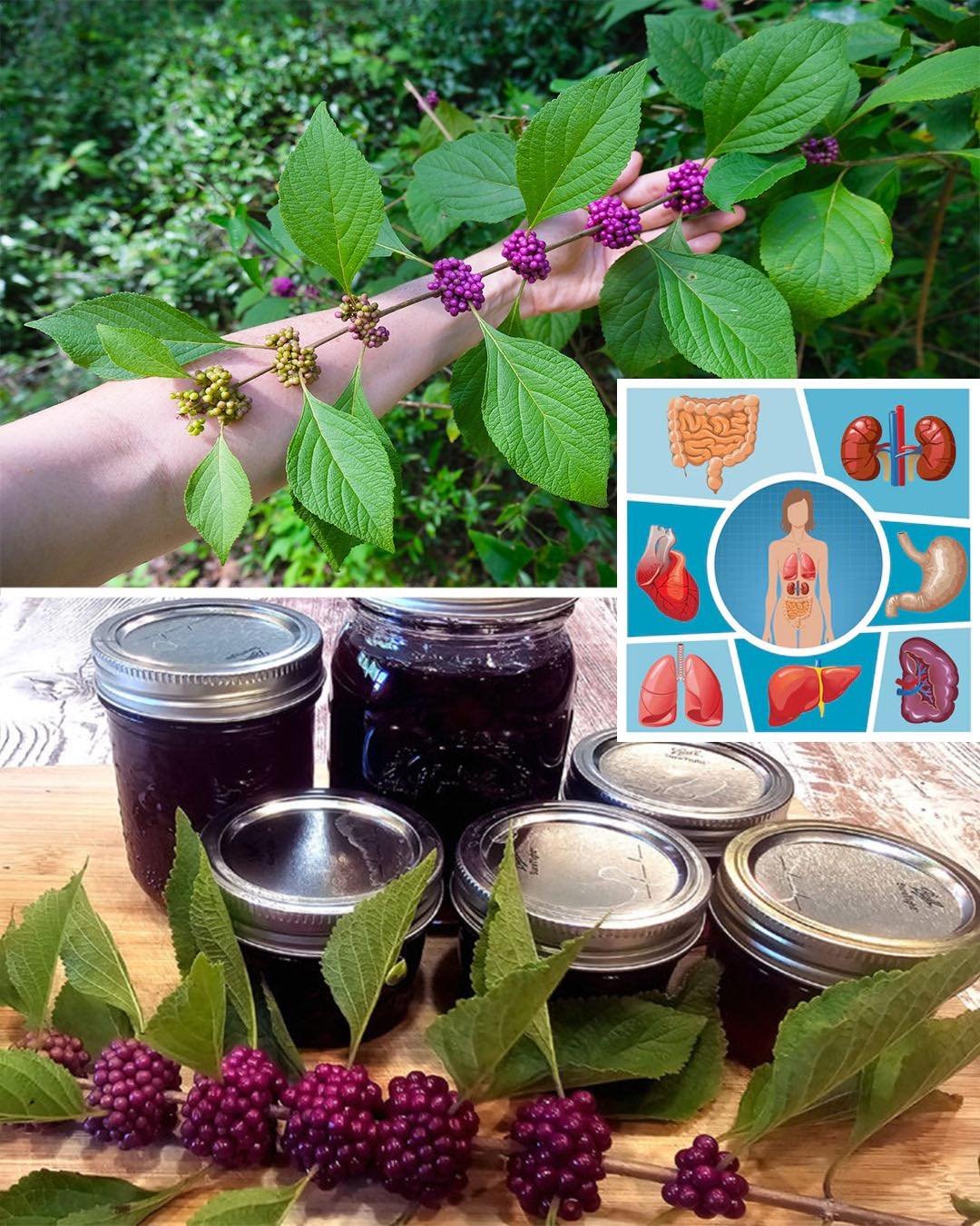 American Beautyberry (Callicarpa americana): Benefits and How to Use It