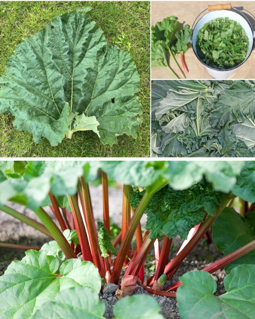 6 Ways to Use Rhubarb Leaves Around the Home or Garden