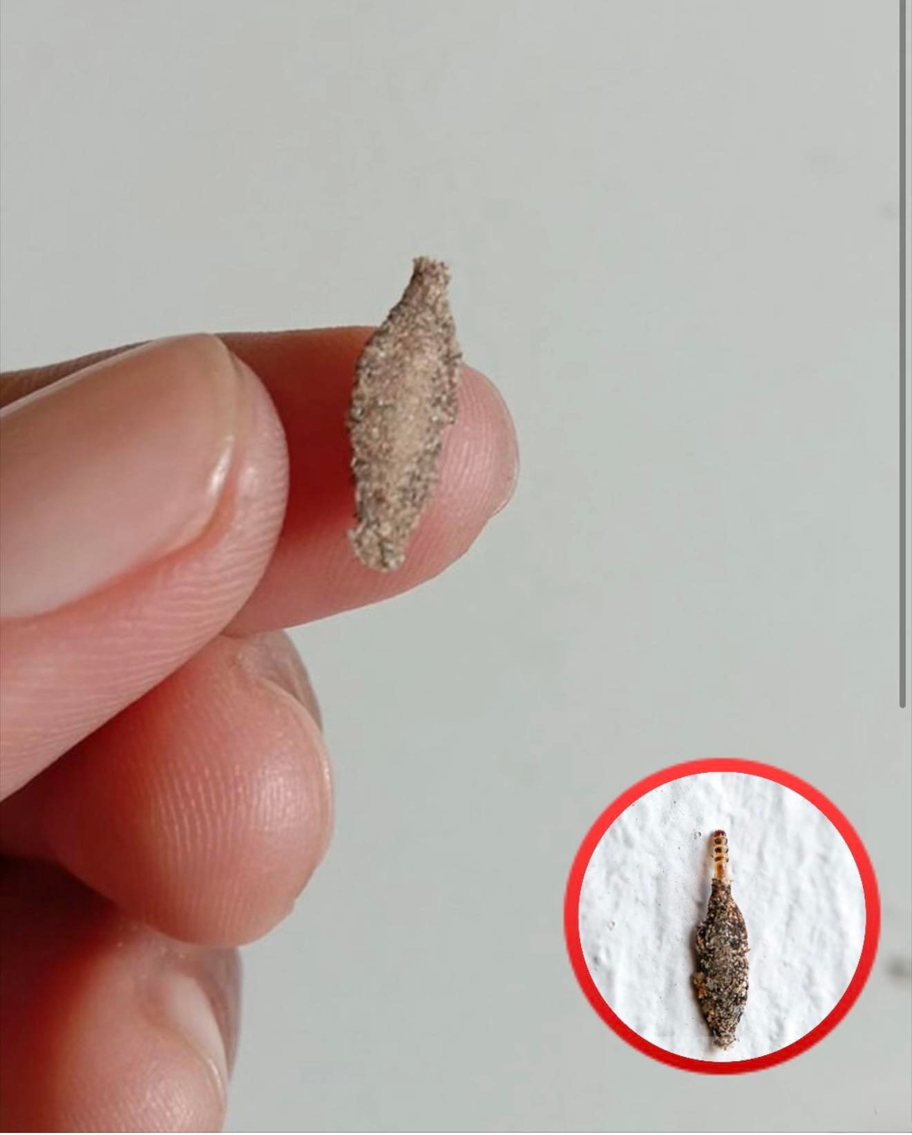 This is the Kamitetep, a Species of Moth (Phereoca Uterella ) that Clings to the Walls of the House