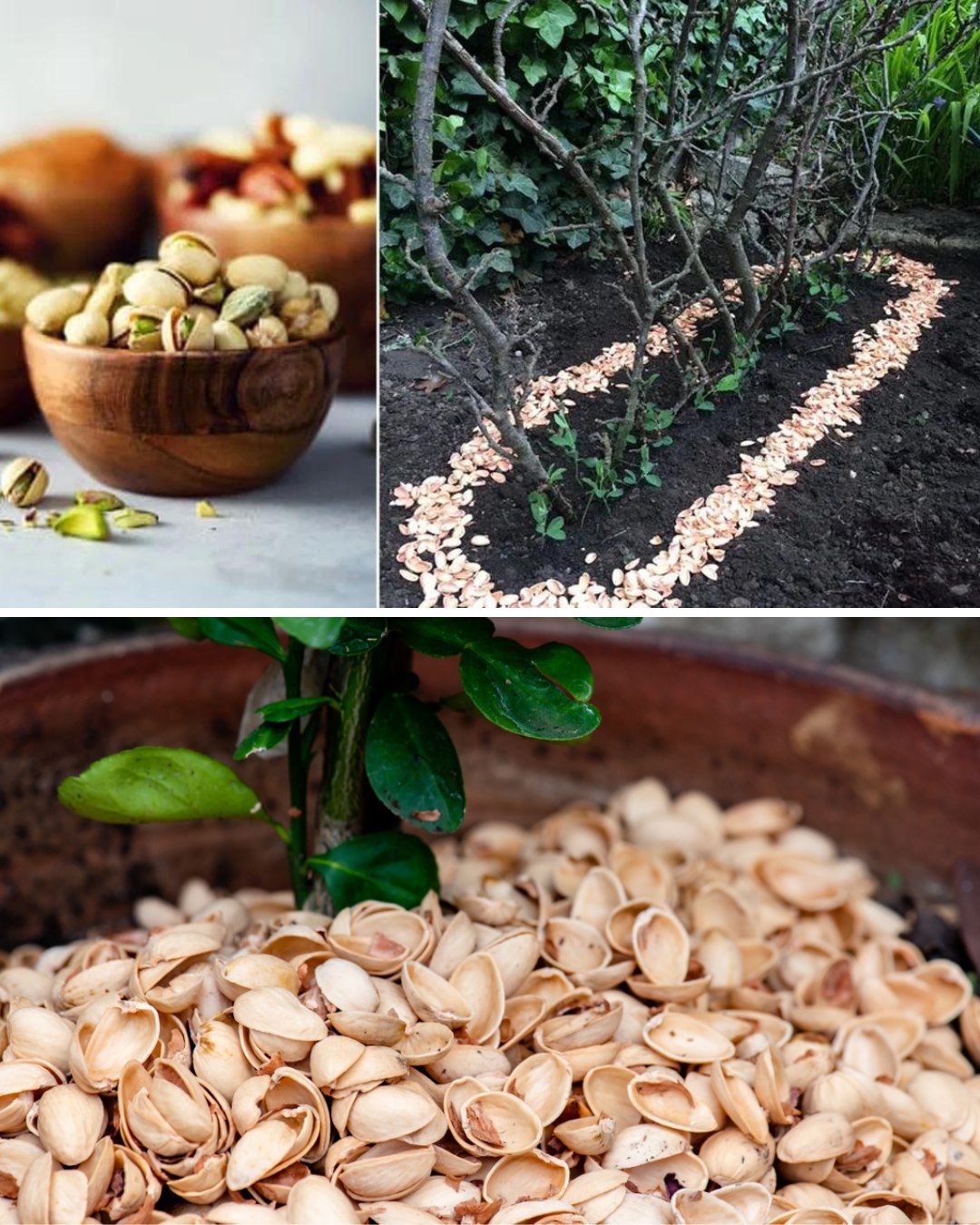 7 Creative Applications for Pistachio Shells in Your Home and Garden