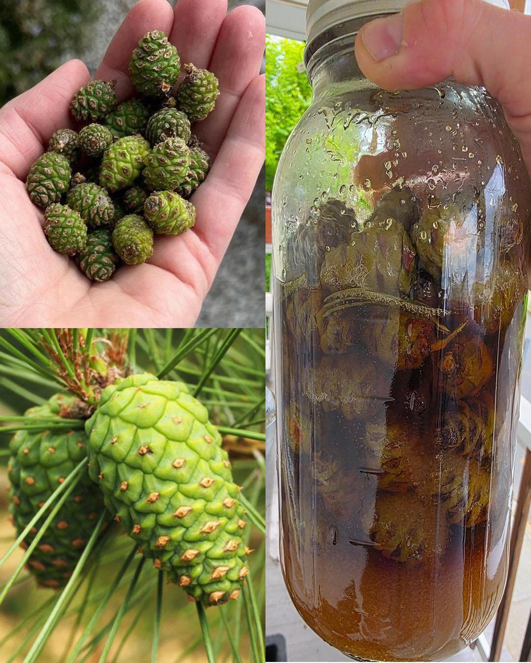 Pine Cone Syrup: A Newbie-Friendly Guide (Benefits, How to Make It, and Everyday Uses)