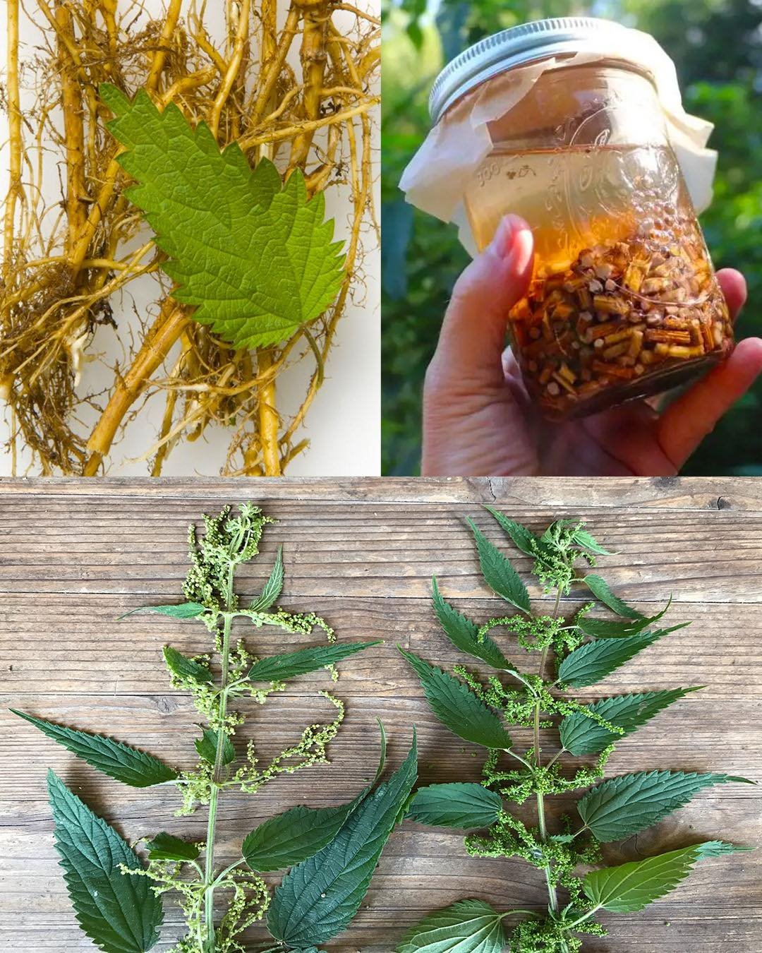 Everybody Hates Stinging Nettle, But Most People Don’t Know the Power of Its Root