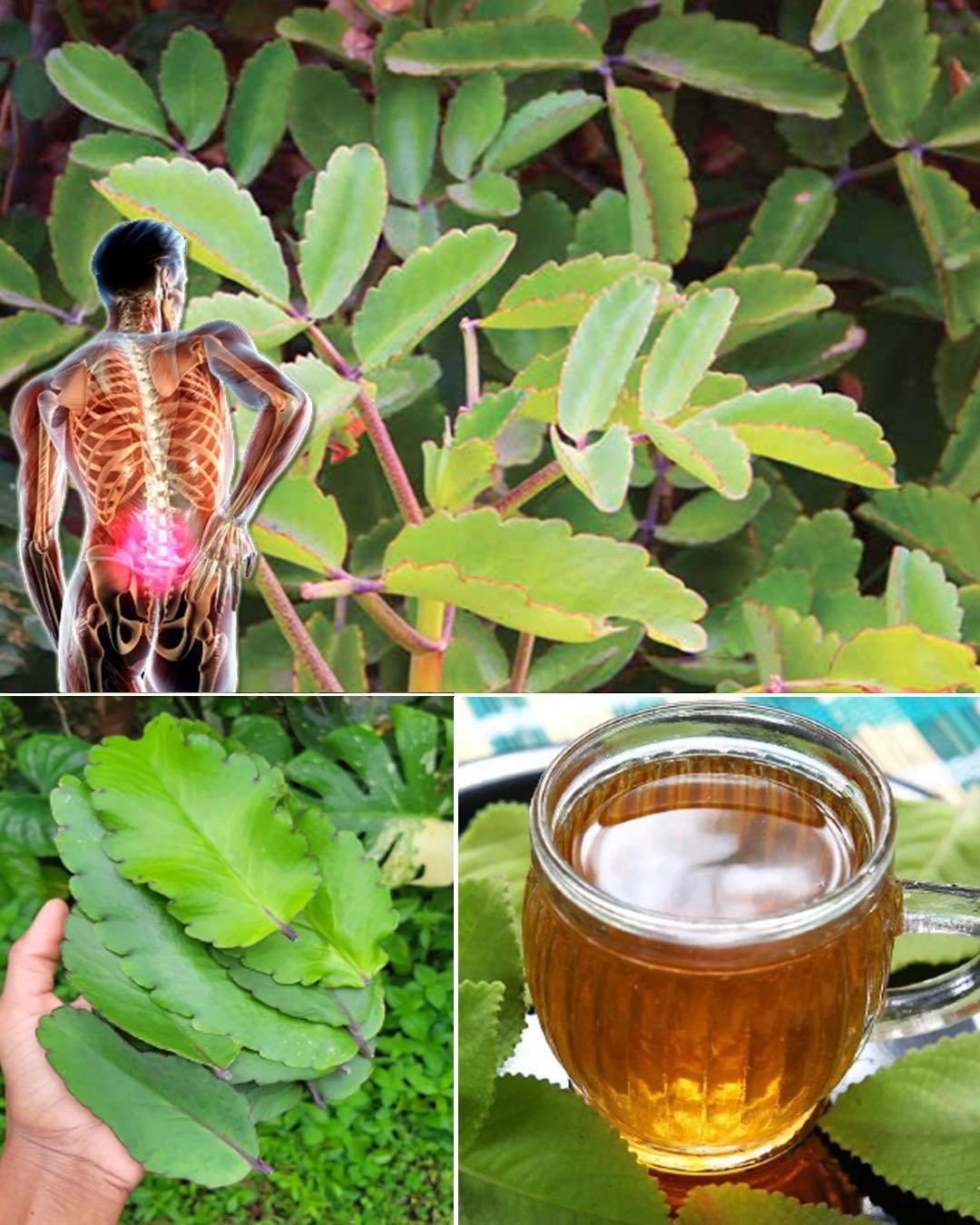 7 Benefits of the Miracle Leaf of Life