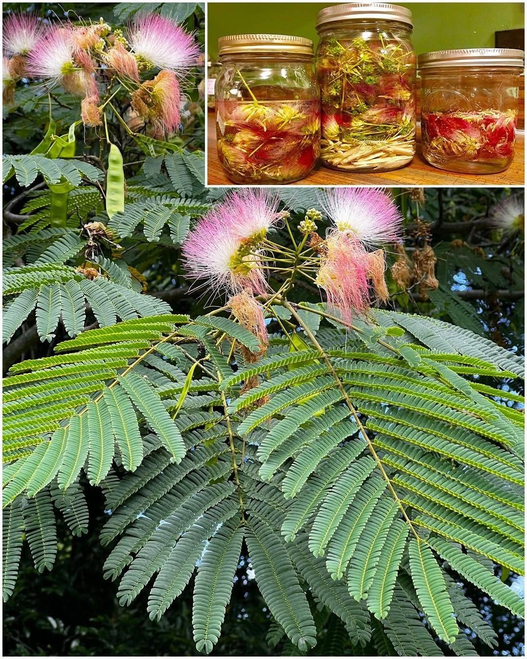 Albizia julibrissin: Exploring the Benefits of Bark, Flowers, and Leaves