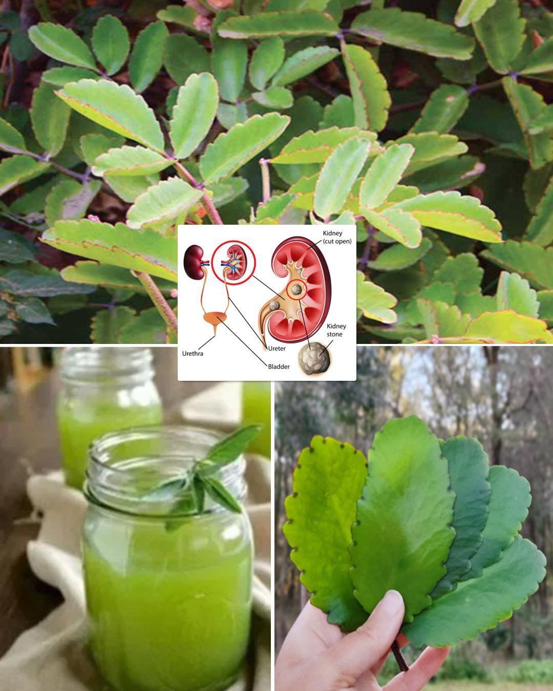 Bryophyllum Pinnatum: Health Benefits, Uses and More