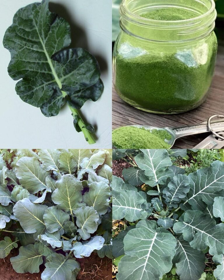 Discovering the Nutritional Power of Broccoli Leaves: Benefits, Uses ...