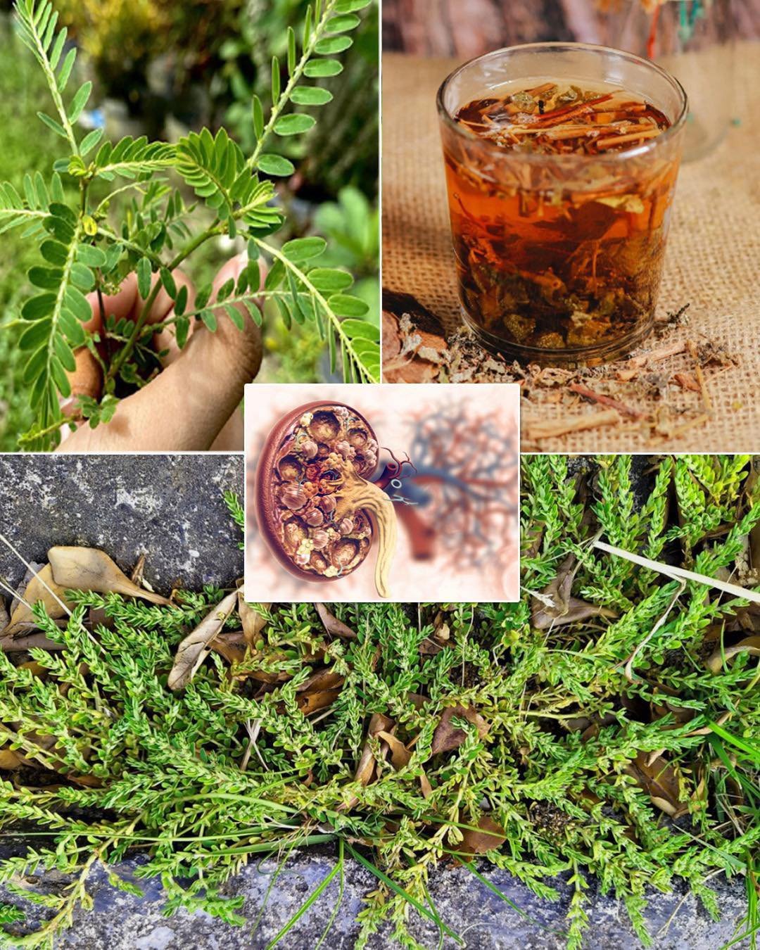 Euphorbia Thymifolia: Health Benefits and Uses