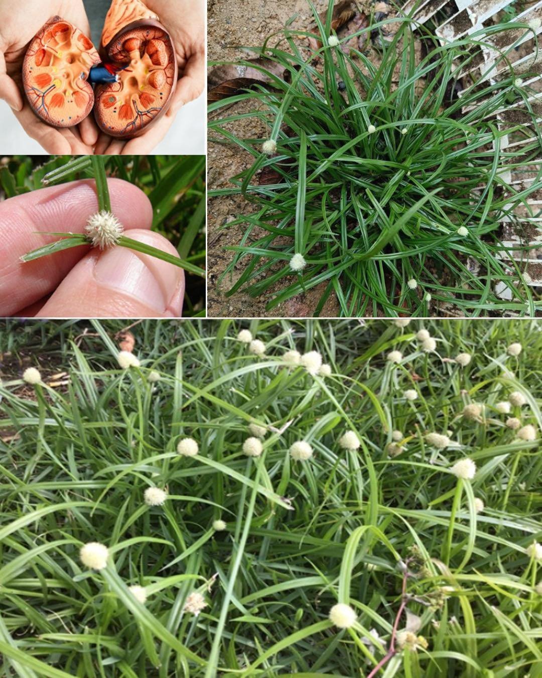 Kyllinga brevifolia (Rottb): Benefits and How to Use It