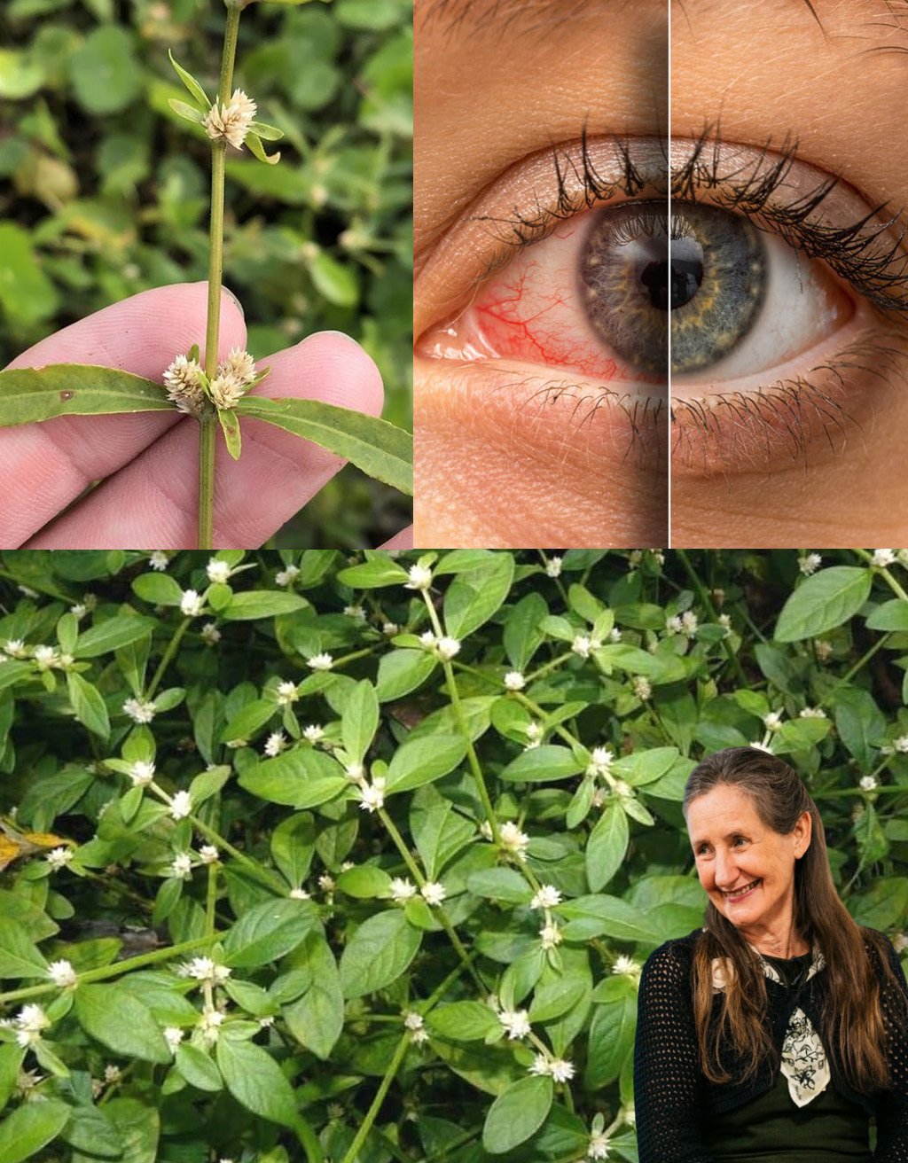 Unlock the Astonishing Power of Sessile Joyweed: 7 Life-Changing Benefits You NEED to Know!