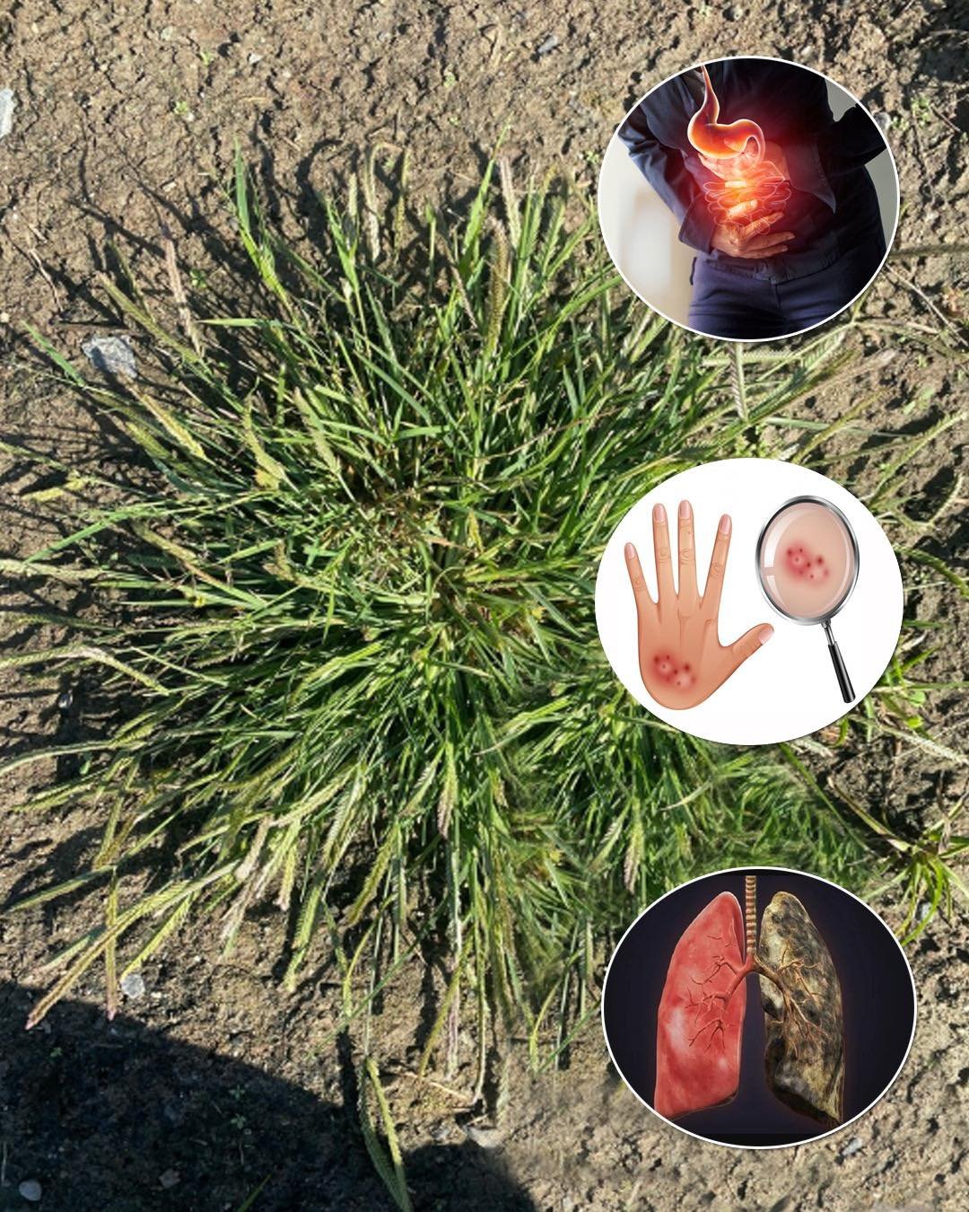 Goosegrass: Health Benefits and Uses