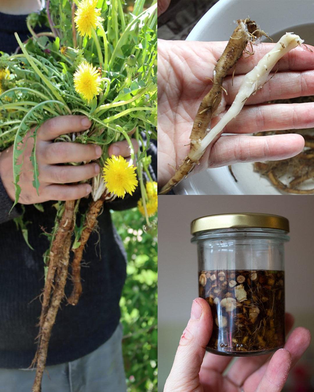 The Real Power of Dandelion Is in the Root