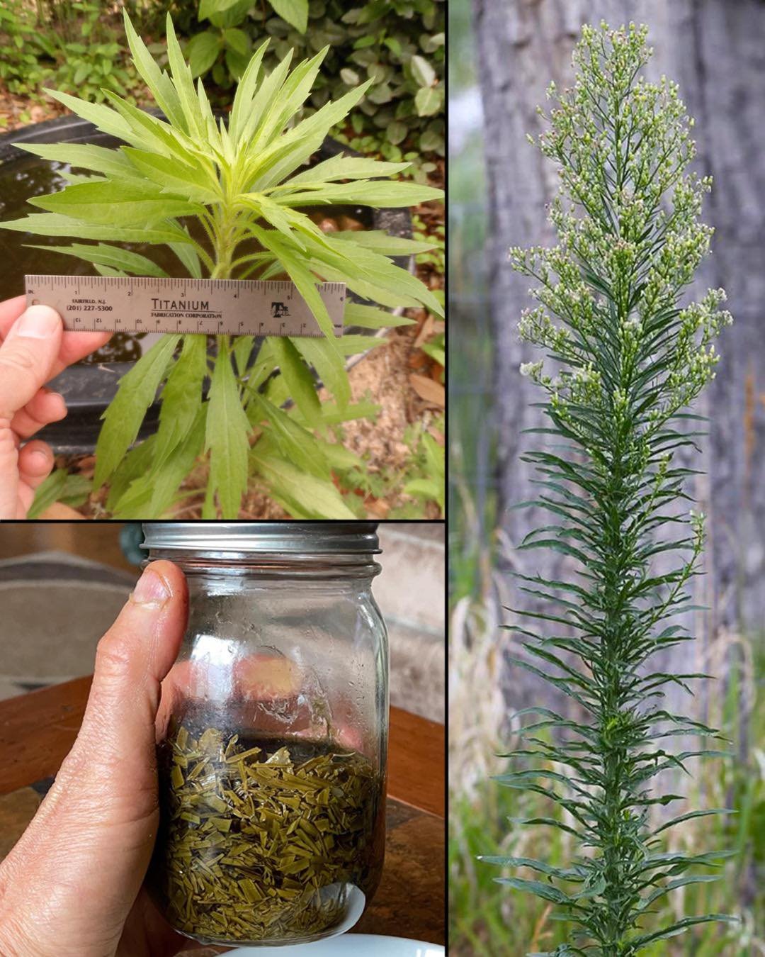 Horseweed (Erigeron canadensis): 20 Amazing Benefits and How to Use It