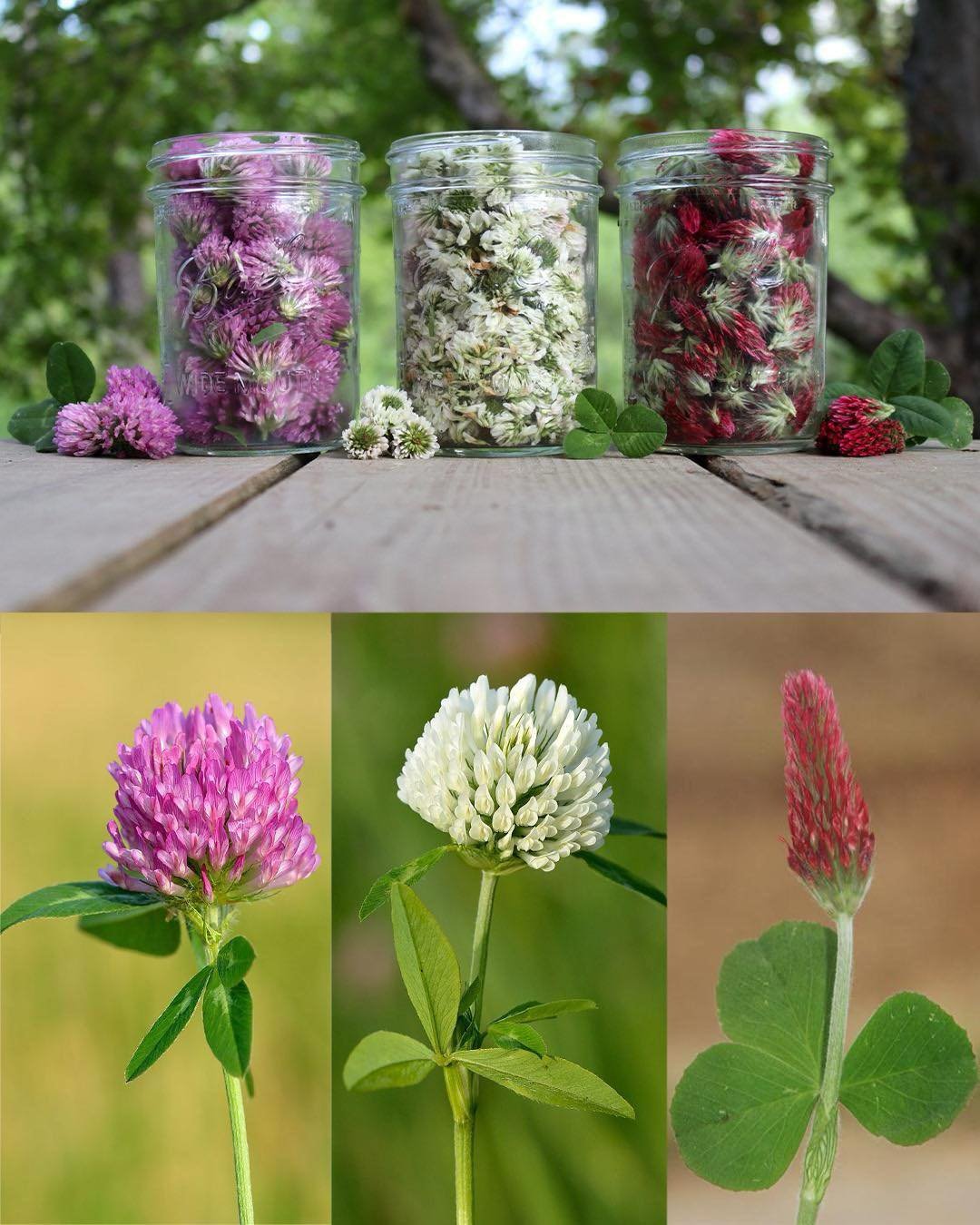 The Surprising Benefits and Uses of White Clover, Red Clover, and Crimson Clover