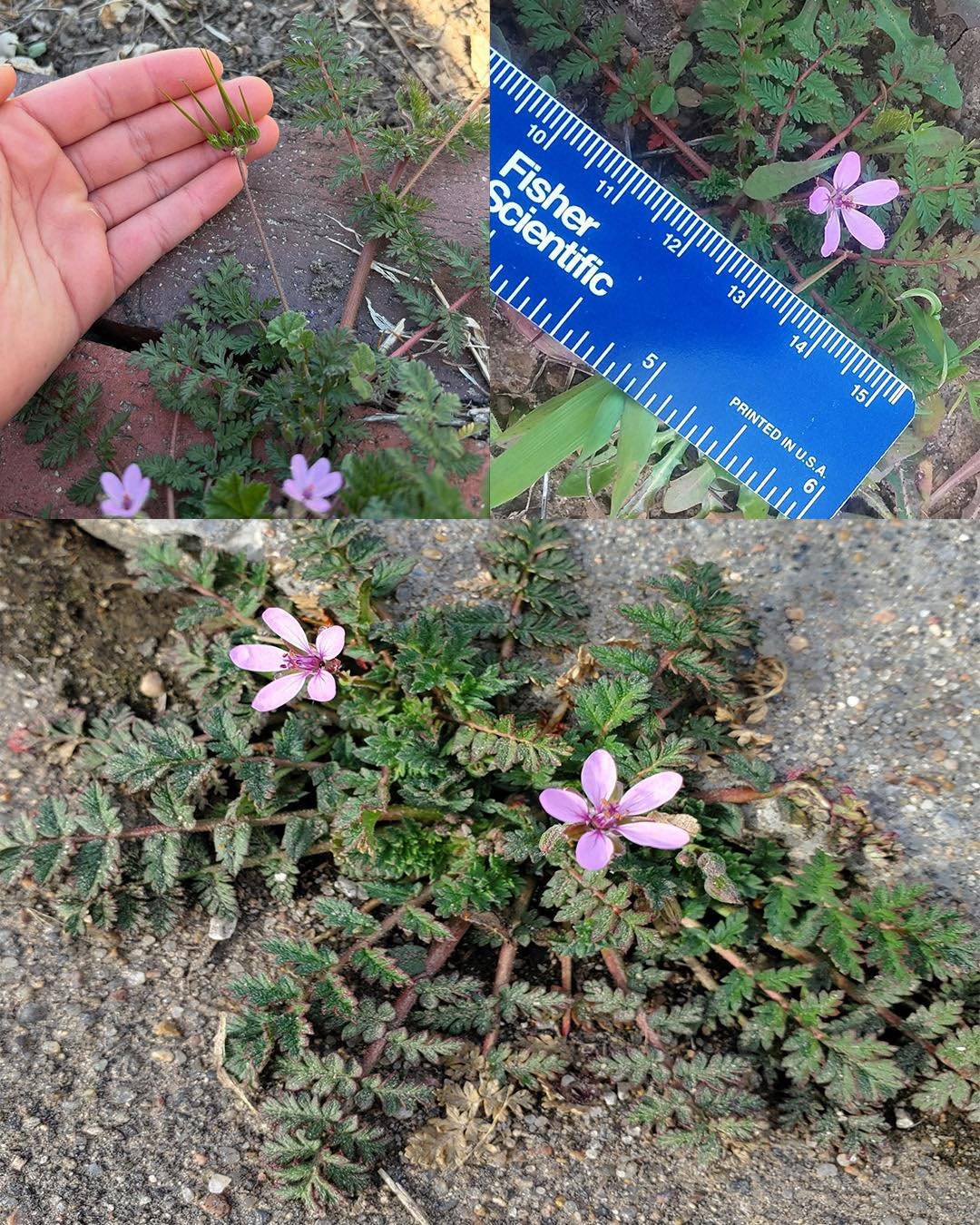 25 Incredible Benefits of Stork’s-Bill (Erodium cicutarium)