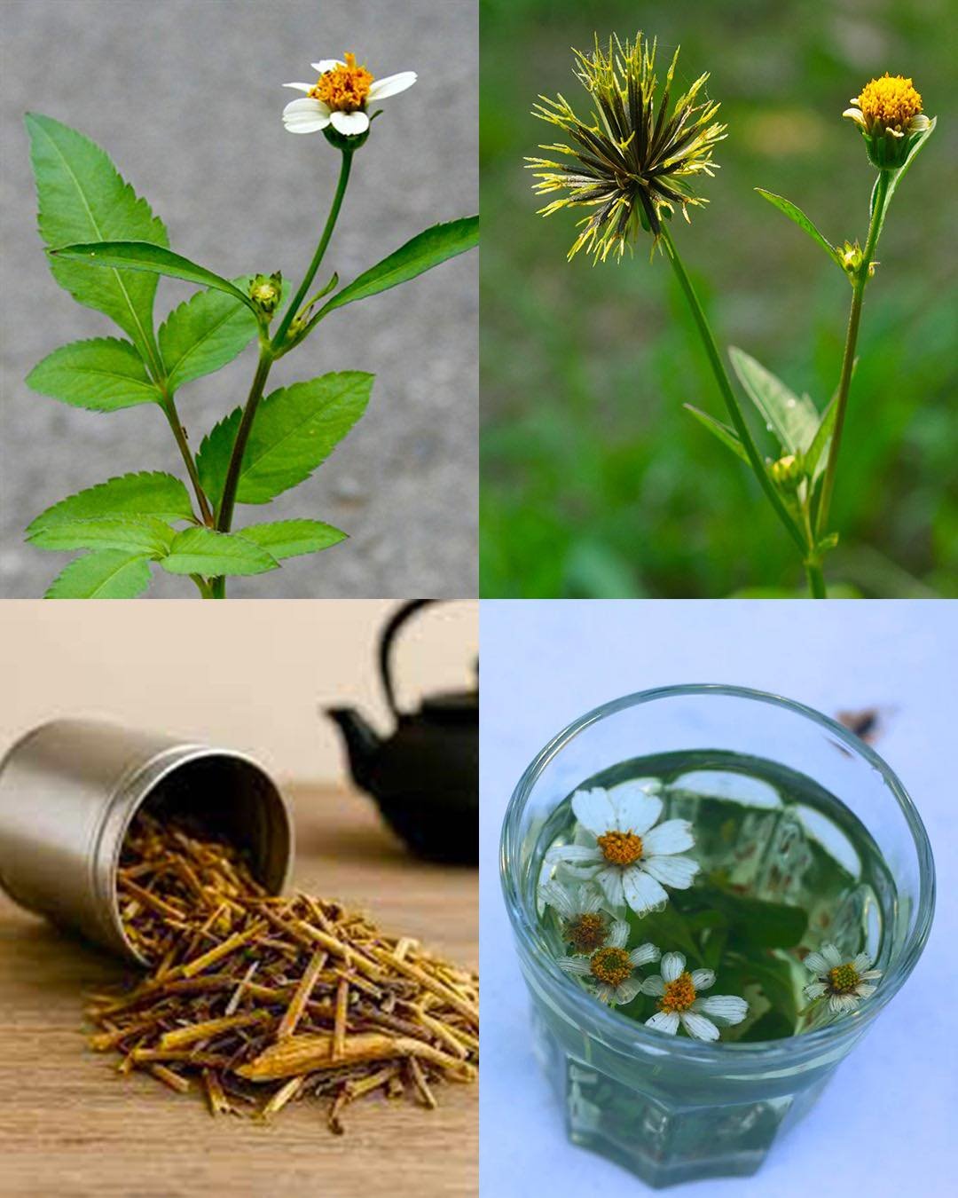 Bidens Pilosa: The Powerful Wild Plant Everyone Overlooks