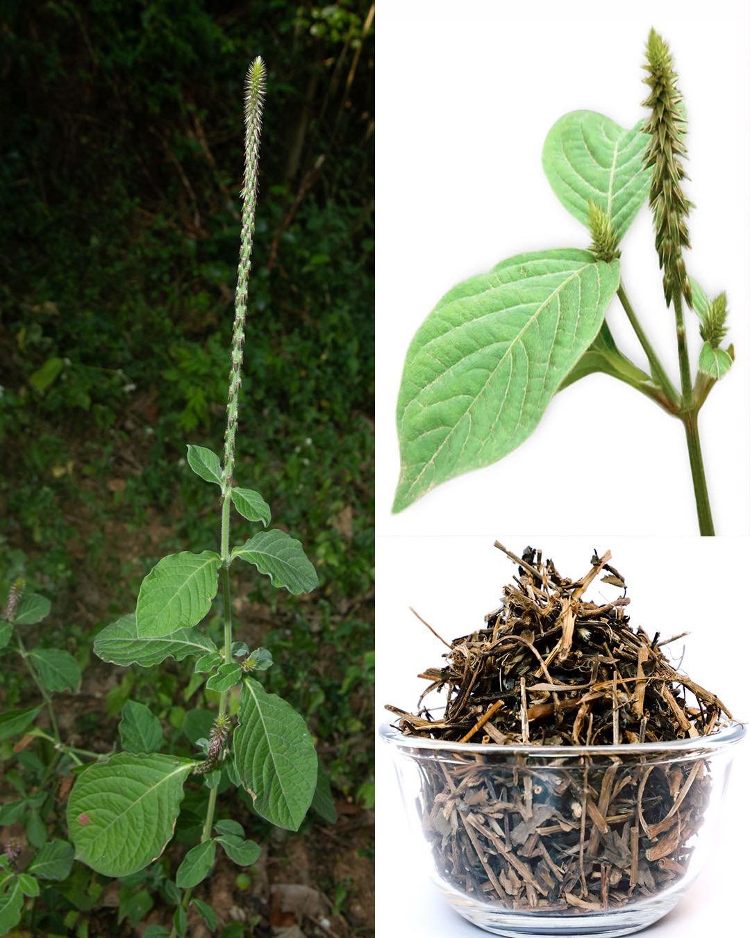 Achyranthes aspera: The Roadside Herb That Cleanses, Heals, and Protects