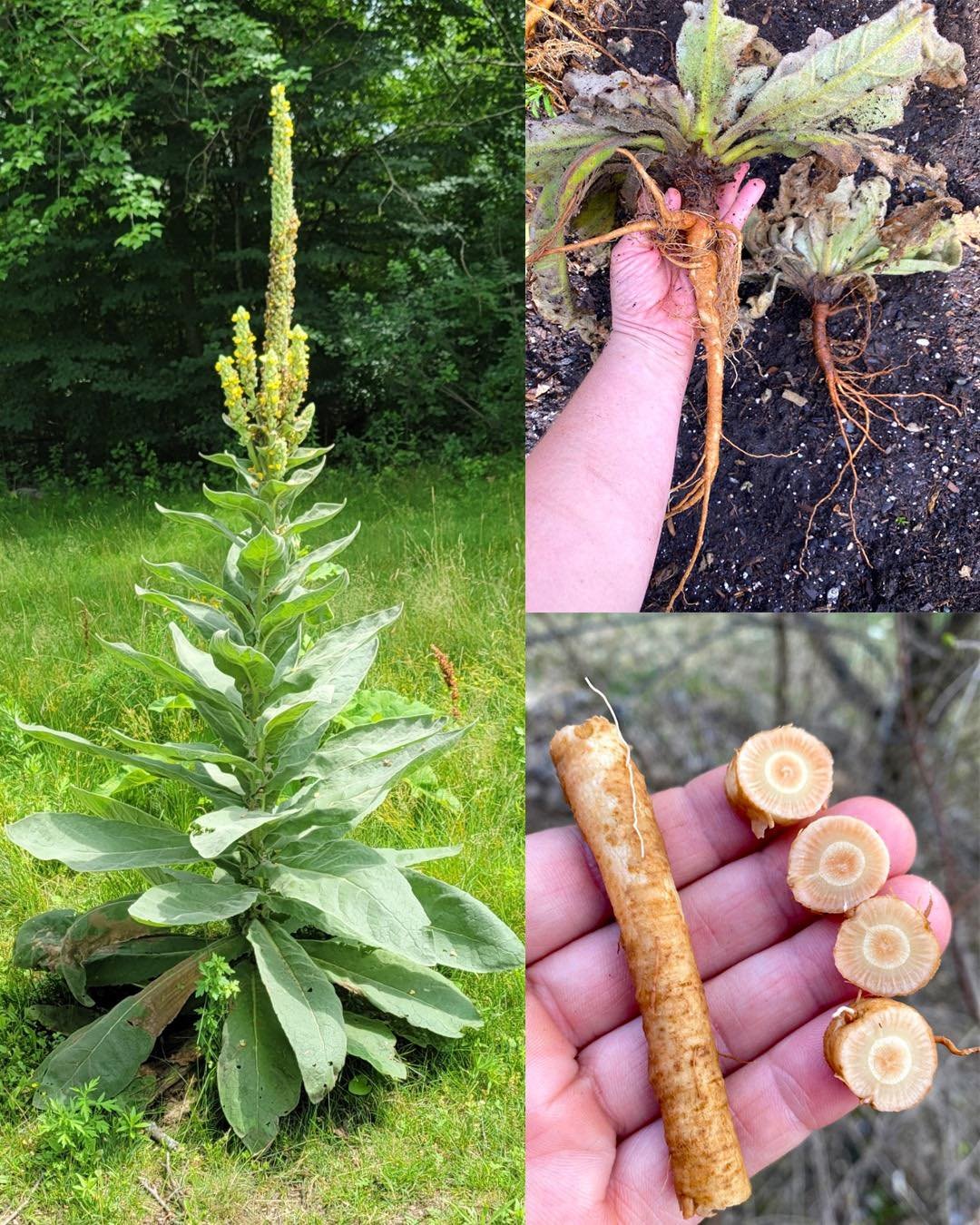 The Hidden Power of Mullein Roots: Benefits and Uses