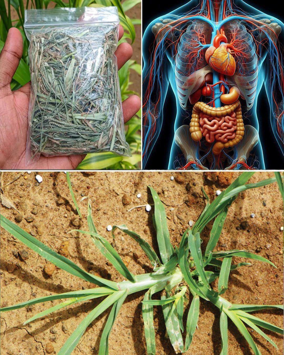 Harnessing the Power of Goose Grass: A Guide to Its Preparation and Therapeutic Uses