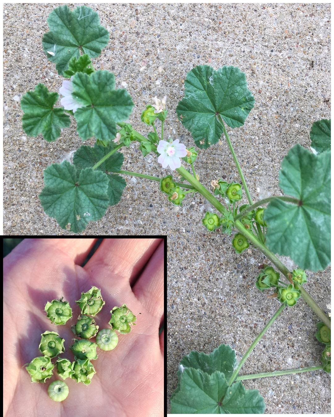 Dwarf Mallow (Malva neglecta): A Powerhouse of Health Benefits and Uses