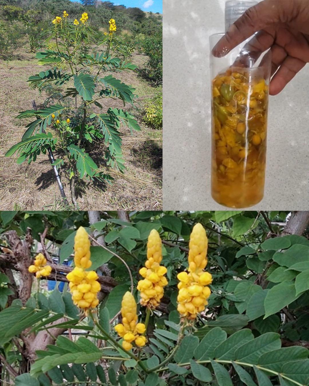 The Powerful Medicinal Benefits and Uses of Senna alata