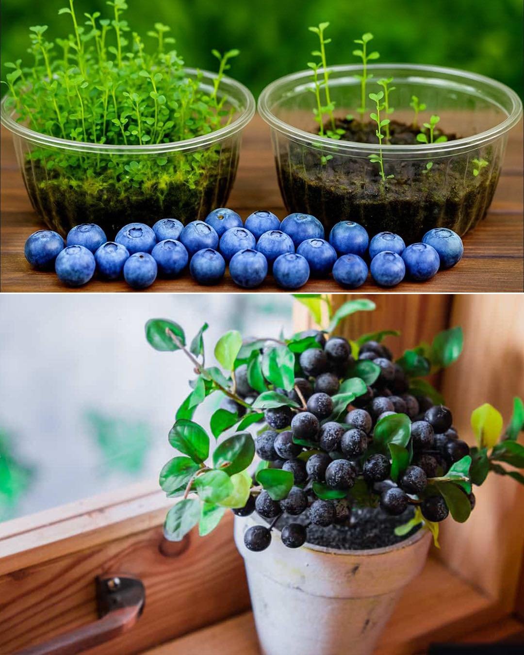 How to Grow Blueberry Plants Using Store-Bought Blueberries