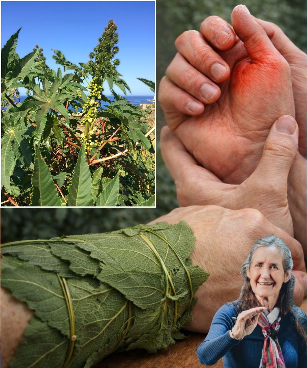 The Power of Castor Leaves: Nature’s Hidden Gift for Joint Pain, Detox, and Glowing Skin (The Ancient Remedy Science Is Rediscovering)