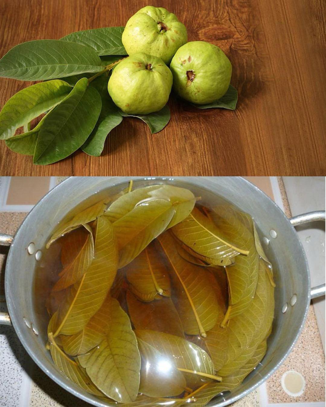 25 Incredible Benefits of Guava Leaves