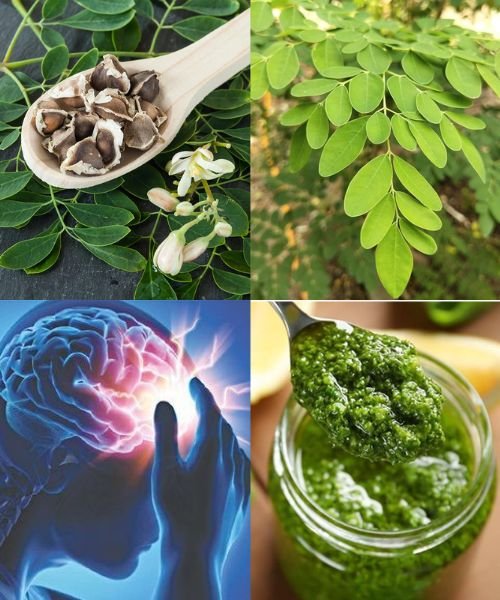Discover The Miraculous Benefits of Moringa
