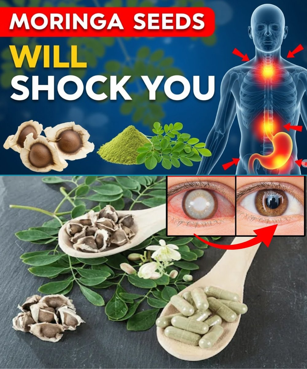 12 Moringa Seed Benefits You’ll Never Hear from Your Doctor