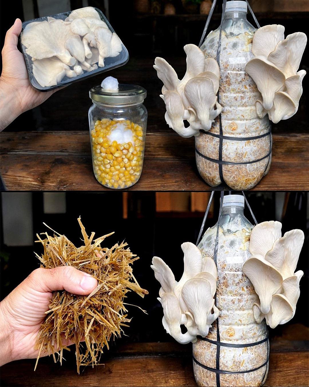 Grow Your Own Mushrooms at Home: A Step-by-Step Guide