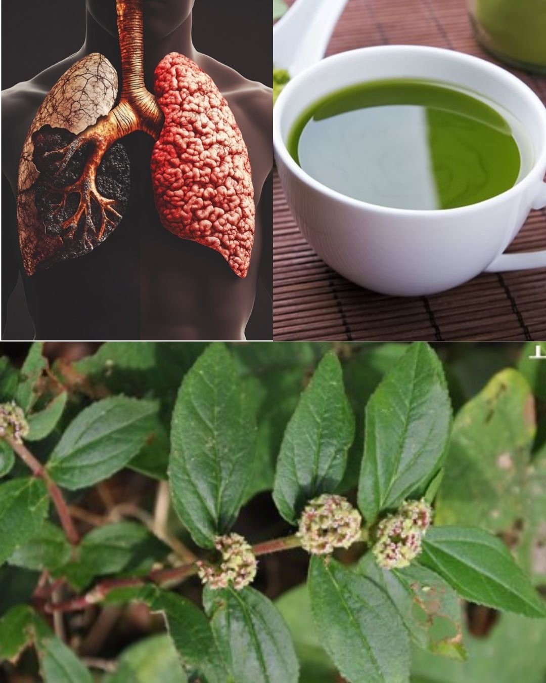 Euphorbia Hirta: A Miraculous Herb with Multifaceted Benefits