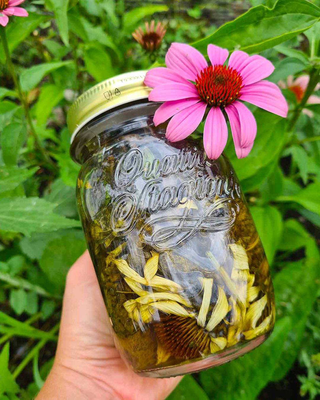 Echinacea (Coneflower): 25 Benefits and How to Use It at Home