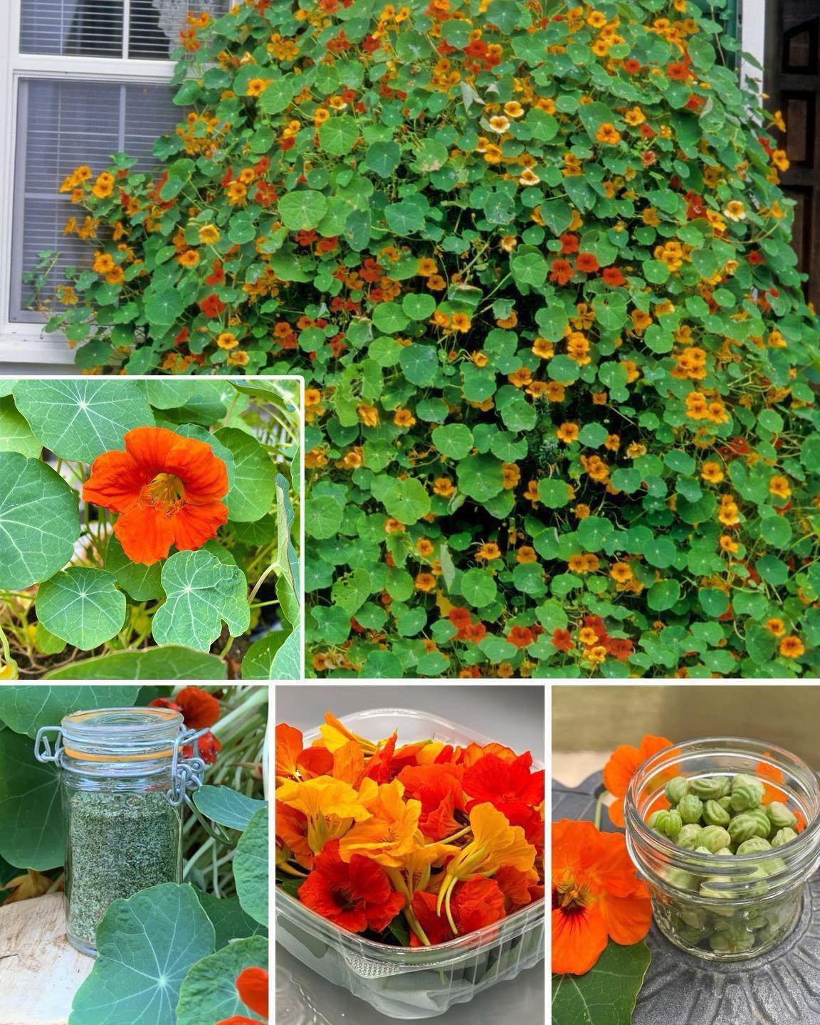 Nasturtiums: The Stunning and Functional Backyard Plant Every Garden Needs