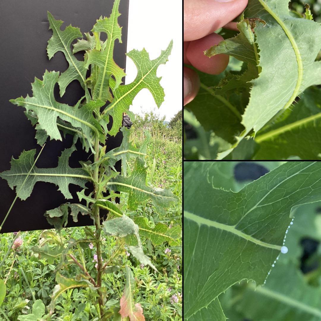 Benefits and Uses of Lactuca Serriola (Prickly Lettuce)