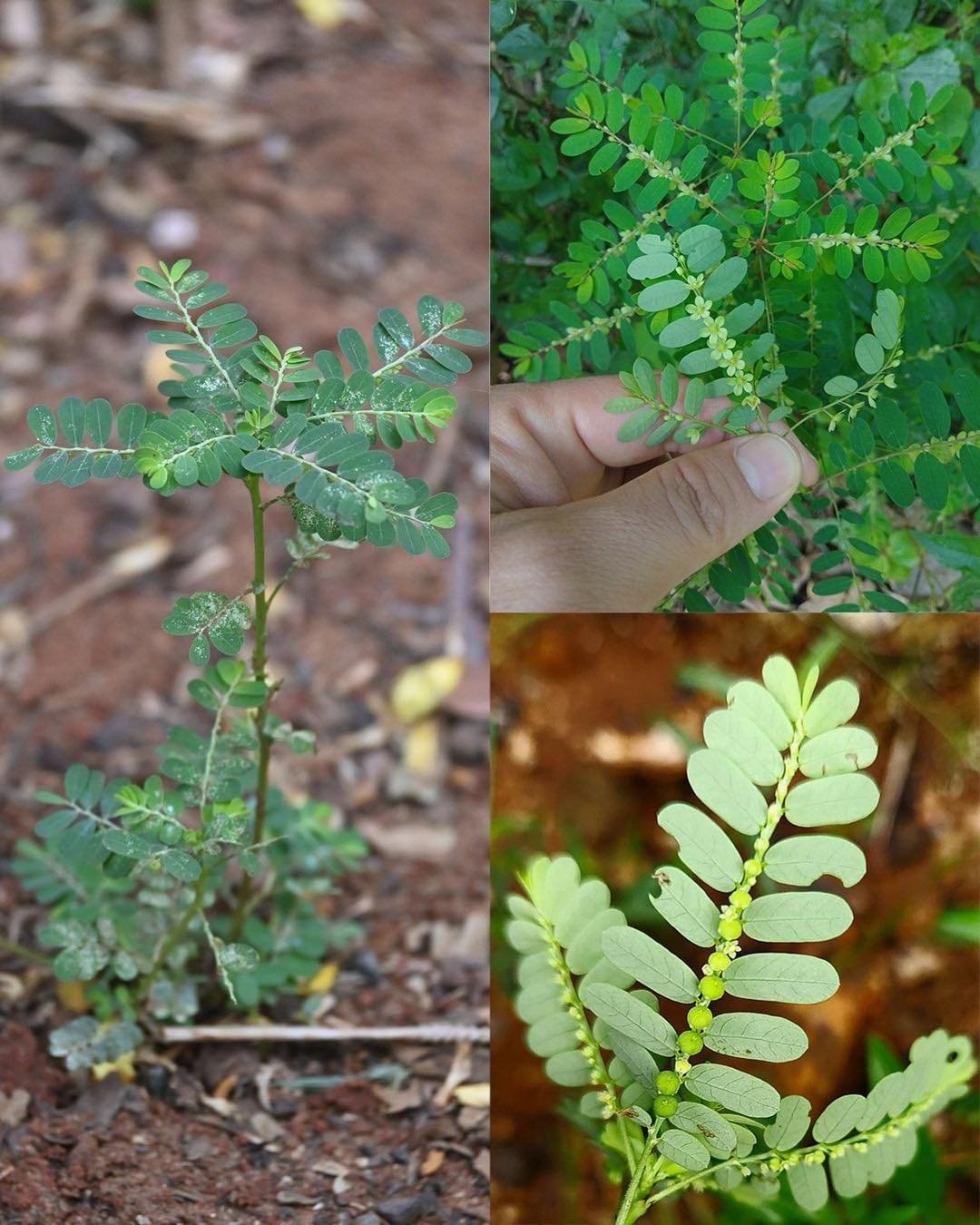 The Stone Breaker Plant: Nature’s Remedy for Kidney Stones
