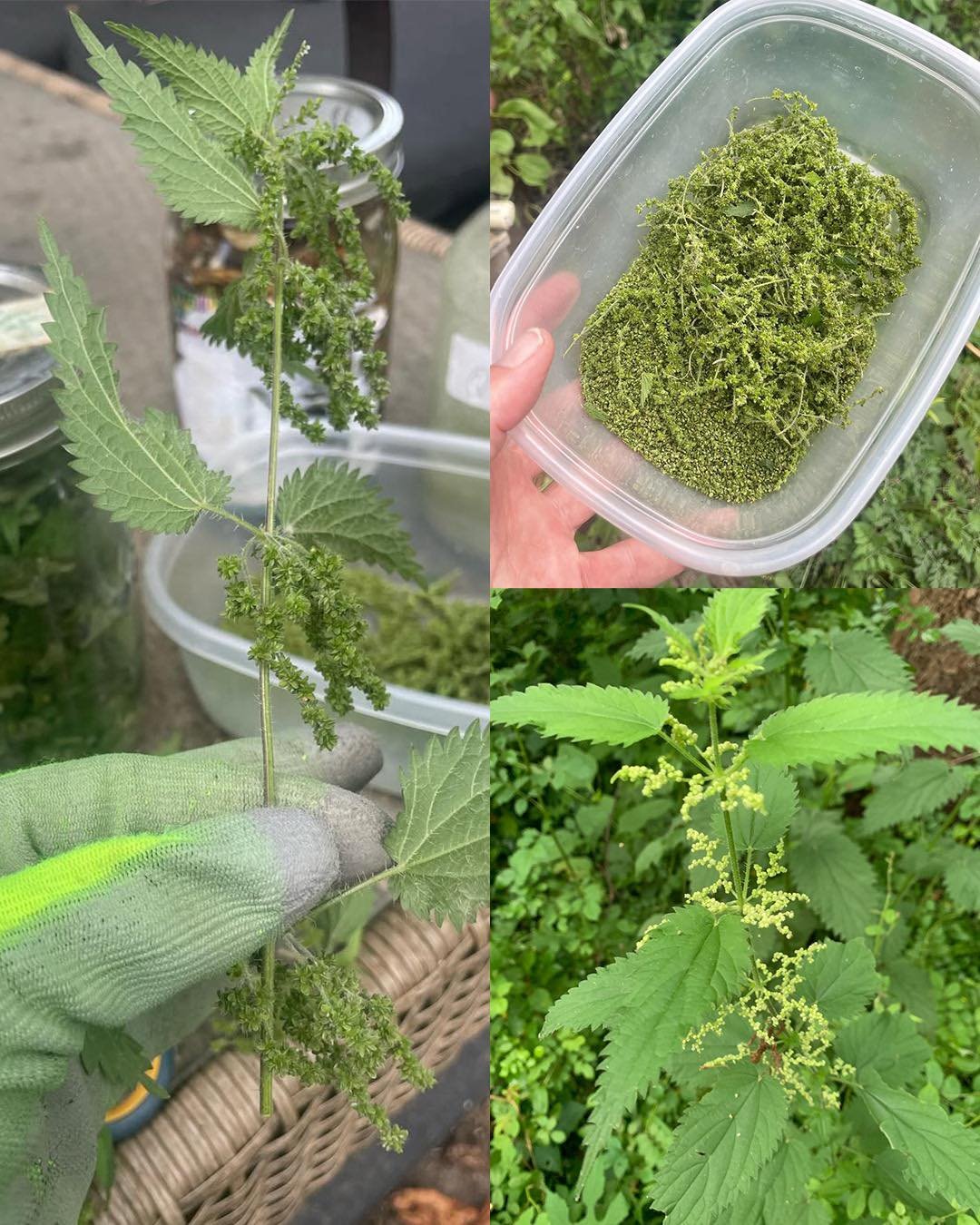 The Hidden Power of Stinging Nettle Seeds: Nature’s Tiny Superfood for Energy and Vitality