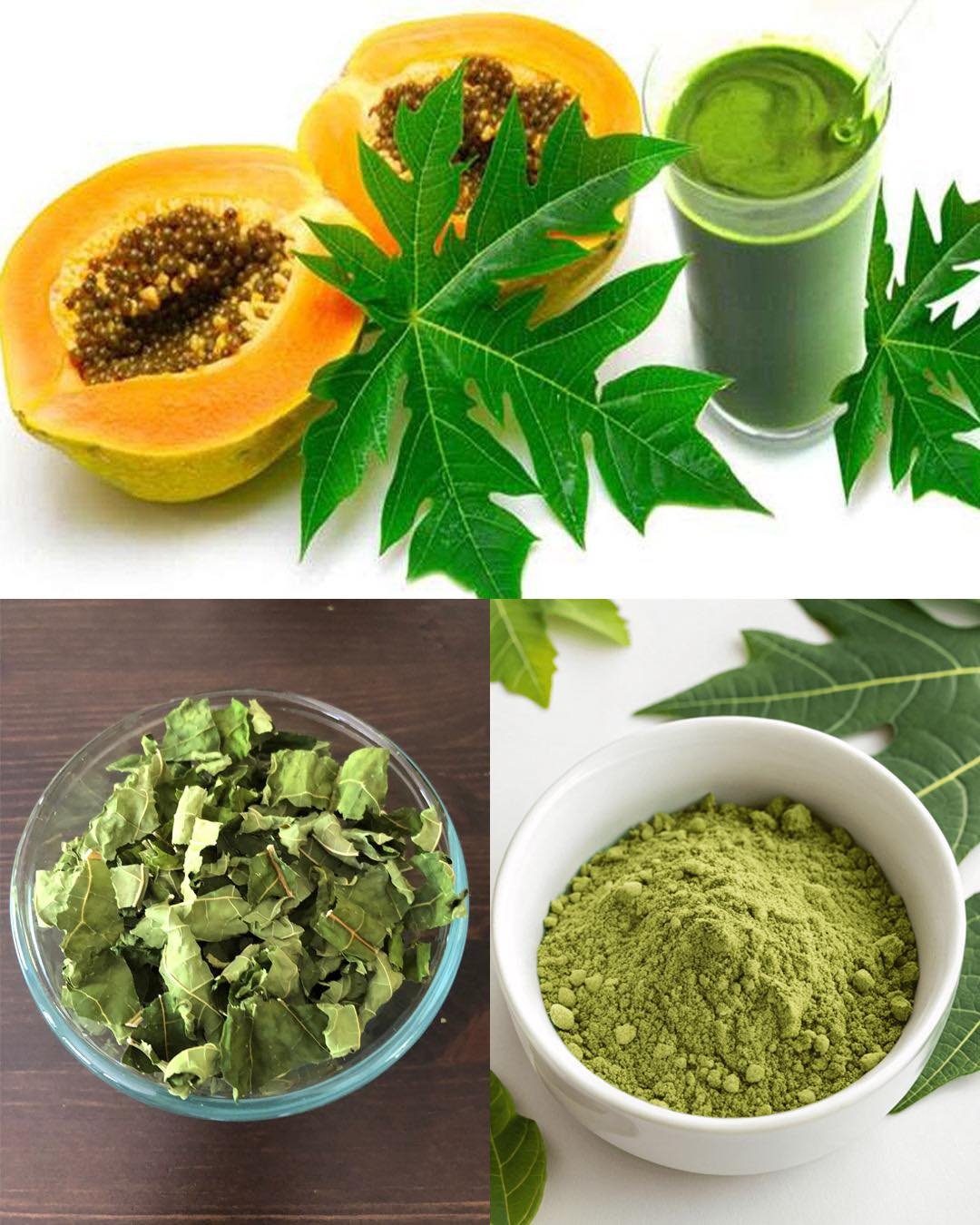 The Hidden Healing Power of Papaya Leaves